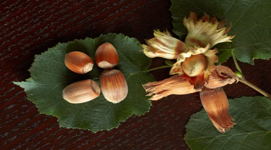 Planteskole for planter, buske, frøplanter: stikkelsbær, aroniabær, ribs, hassel - Polen  16